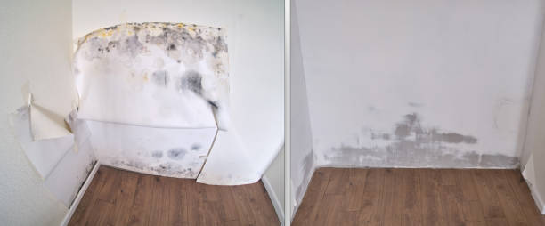 Office Mold Removal Services in Hebron, IN